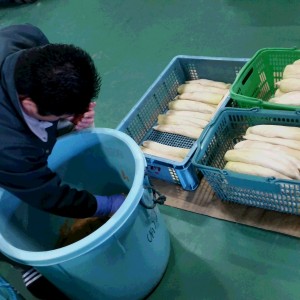 大根漬